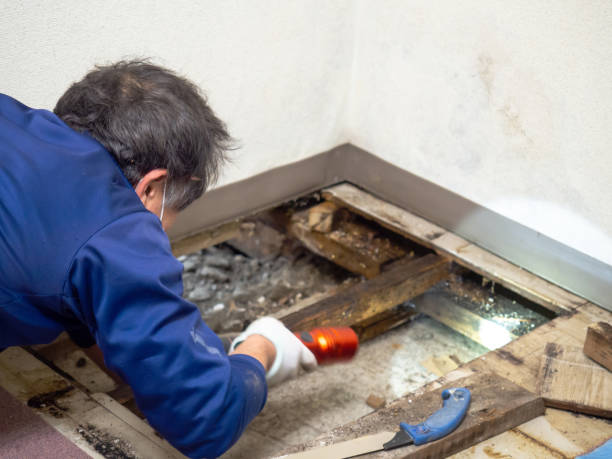 Best Mold Damage Repair  in Stayton, OR